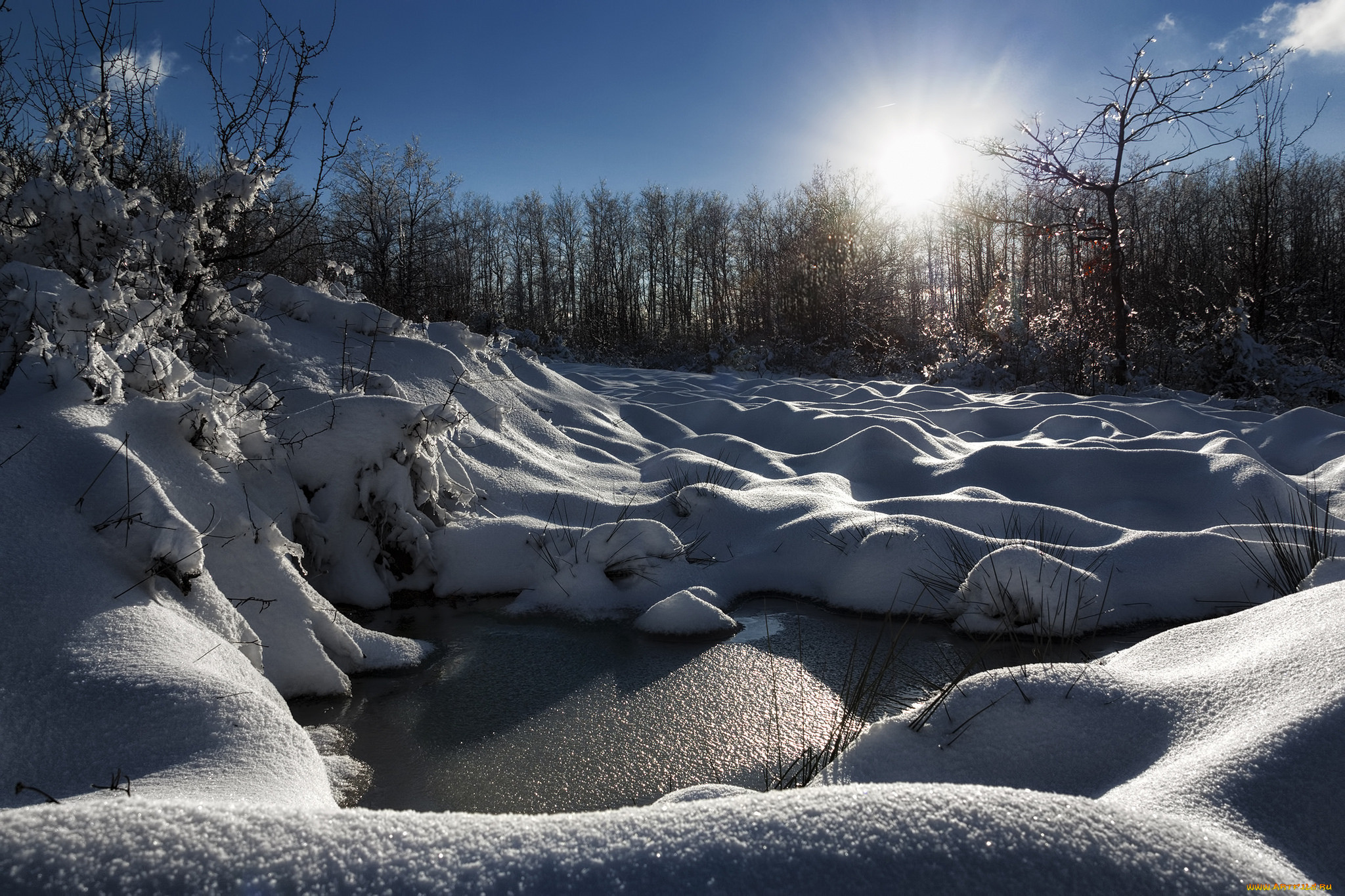 Северодвинск природа зимой. Ласка зимой в лесу. Фото просыпающейся после зимы природы высокого качества. Звуки природы зимой
